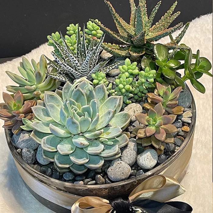 LARGE SUCCULENT - Bilecik