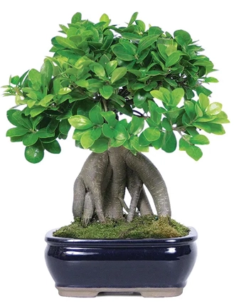 ginseng-ficus-bonsai