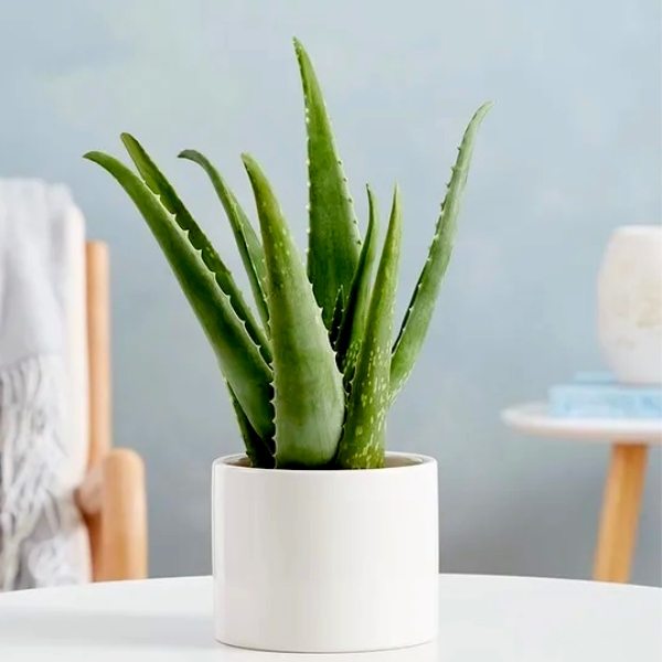 Aloe Vera - Felicidades Flores