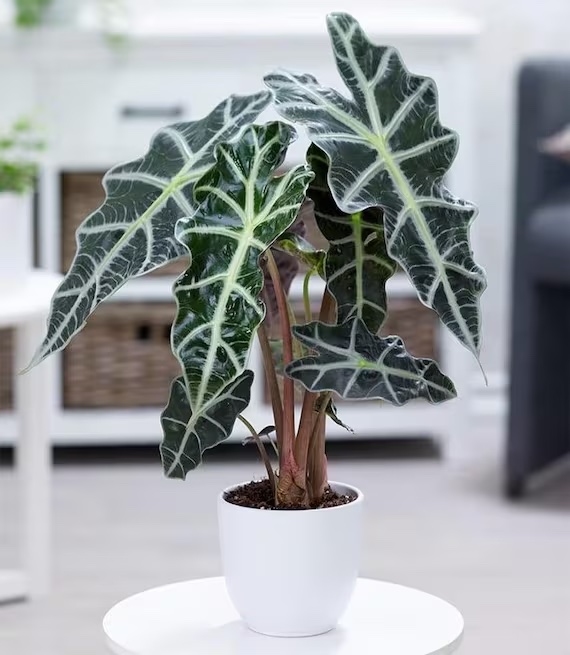 Plante Alocasia Polly - Congratulations Flowers