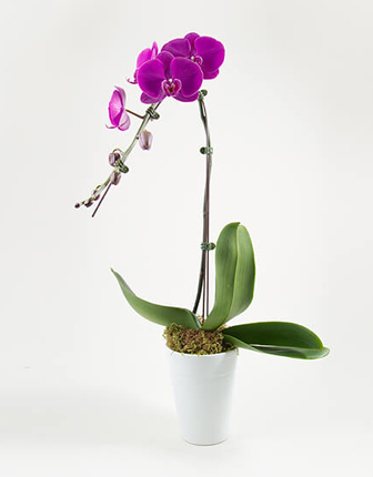 1 Branch Purple Orchids - Plantas de orquídeas