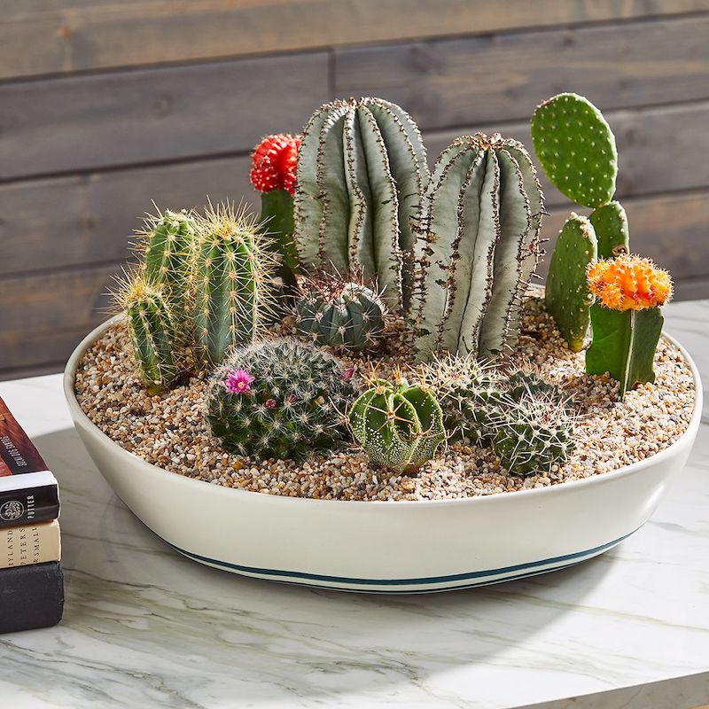 Cactus plant arrangement - Bilecik