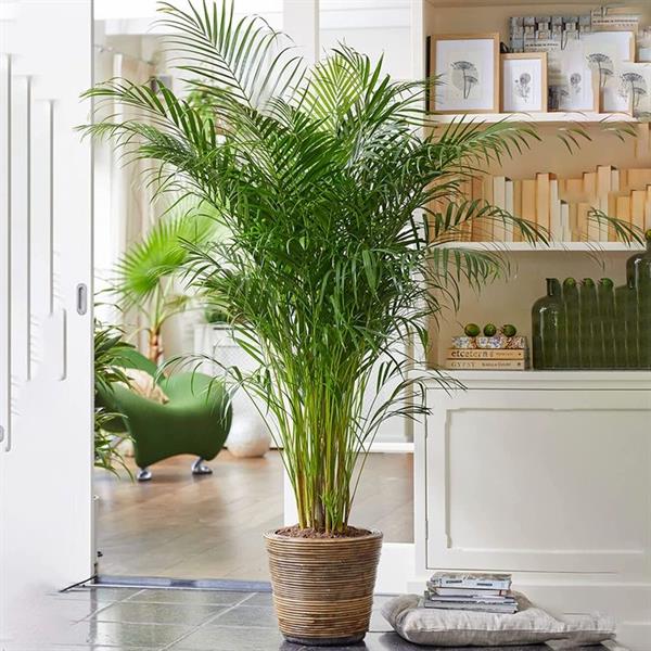 Areca palm - Bilecik