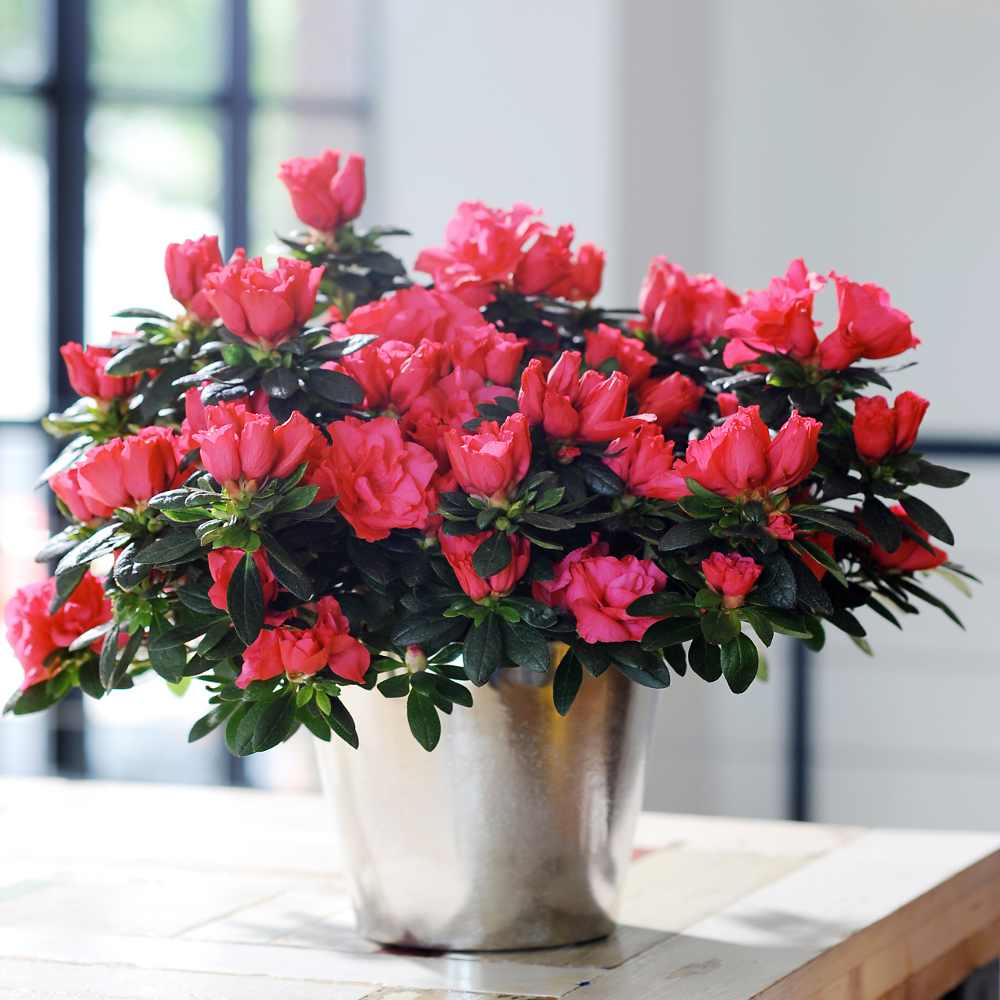 Hot Pink Azalea Plant - istanbul