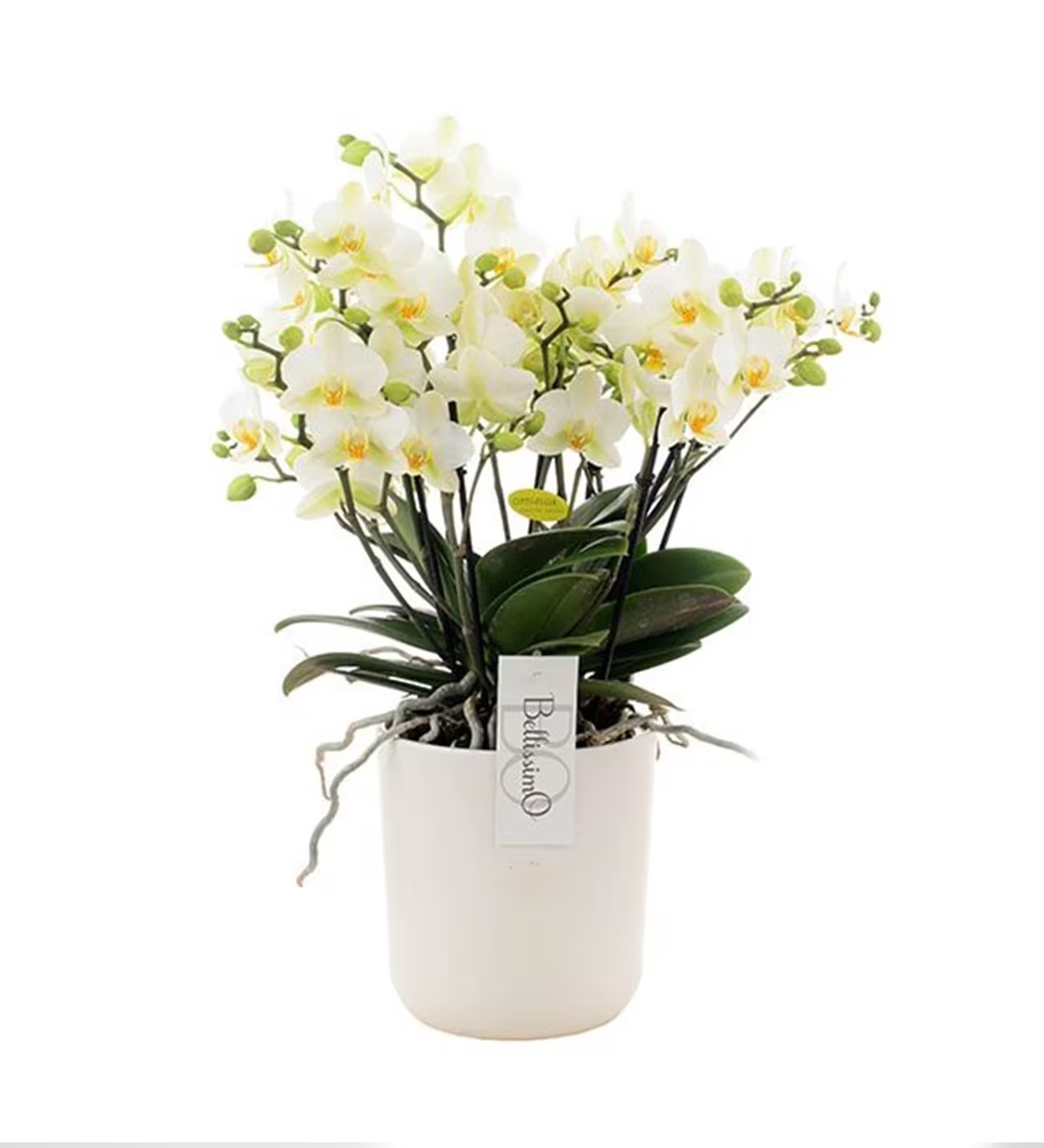 White color Bellisimo Orchids - Birthday Flowers - Burdur