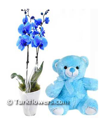 blue-orchid-baby-flower