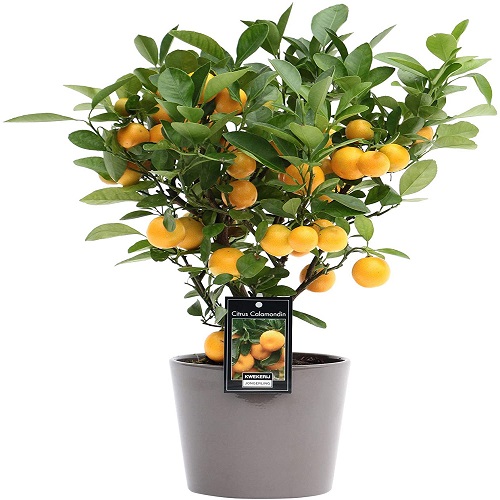 Calamondin Citrus plant - Birthday Flowers - Burdur