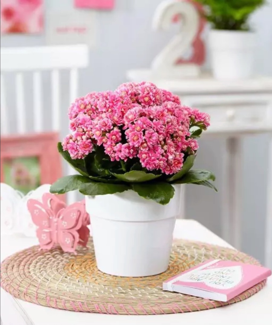 Klancho Plant - Flores para el Día del Padre