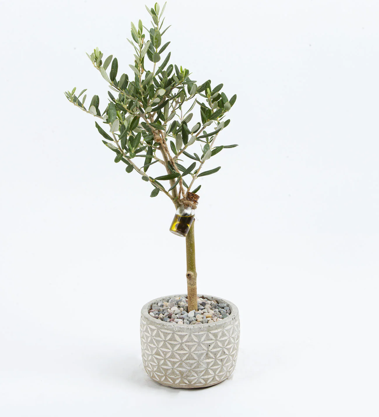 Mini olive tree indoor plant - Plantas