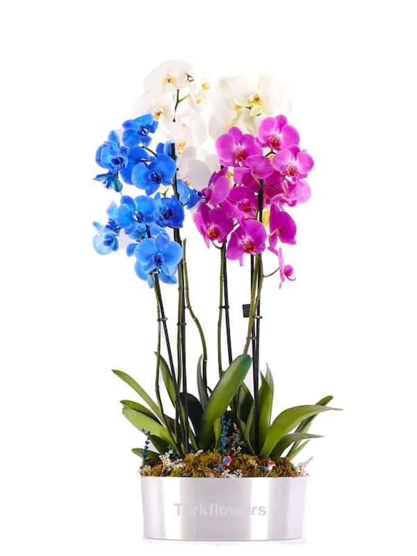Mix orchids Plant - New Baby Flowers