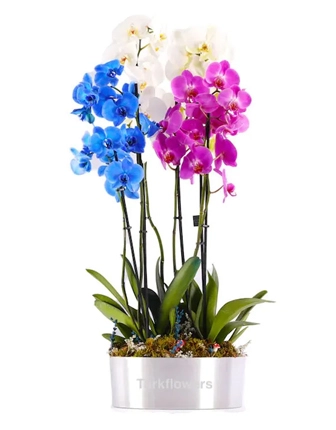 mix-orchids-plant