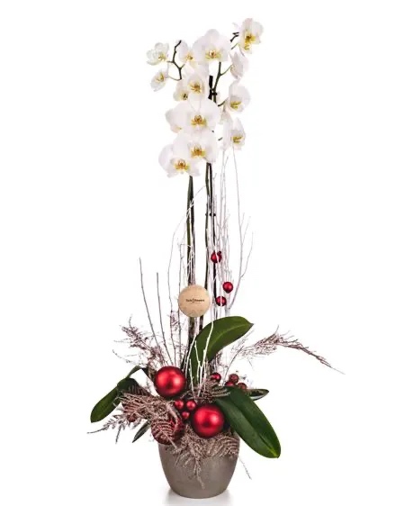 Orchidée du Nouvel An - Orchids Plants