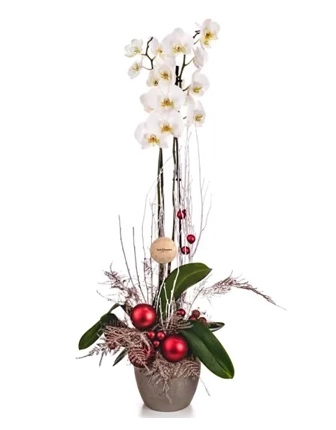 new-year-orchid-plant