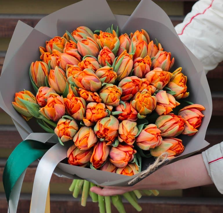 51 Peony orange tulip - tulipanes - Ankara