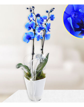 orchid-phalaenopsis-blue