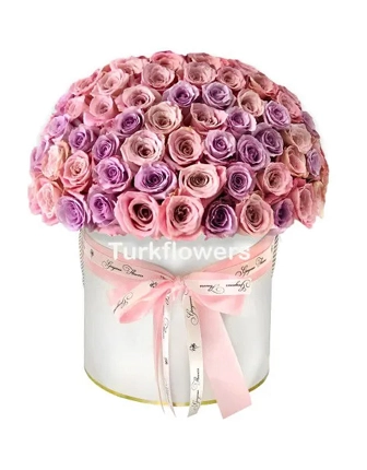 pink-and-purple-roses
