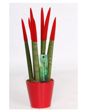 red-sansaveria
