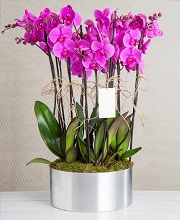 10-purple-orchid