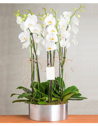 8-branches-white-orchid