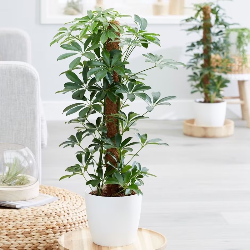 Schefflera Plant - Bilecik