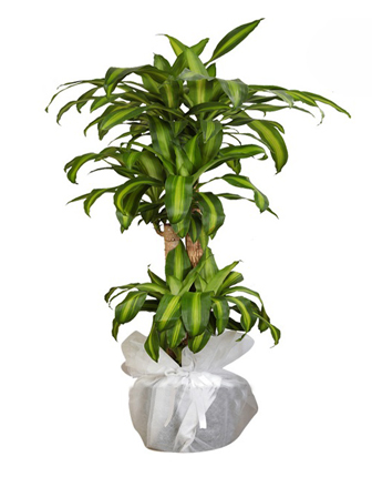dracaena-massangeana-3-stem
