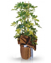 schefflera-plant