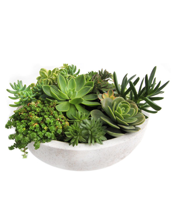 large-succulent
