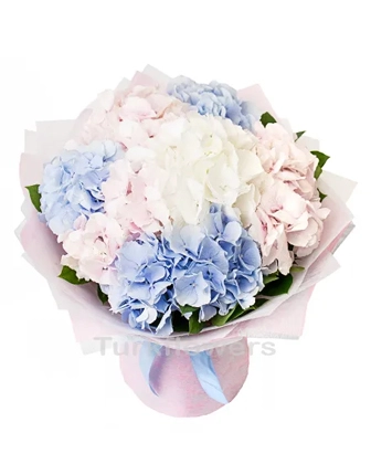 hydrangea-mix
