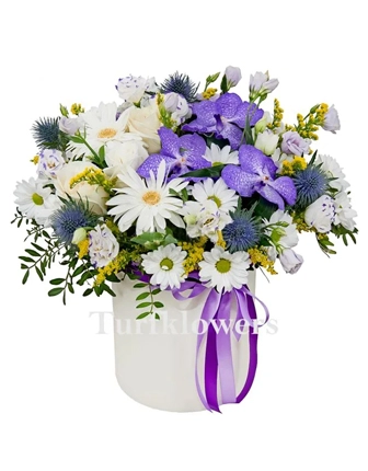 vanda-arrangement