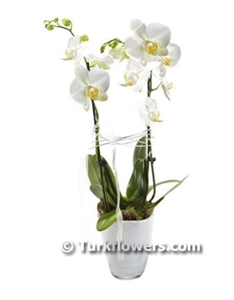 white-orchids-plant