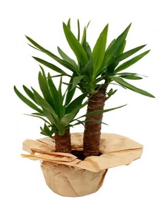 yucca-plant