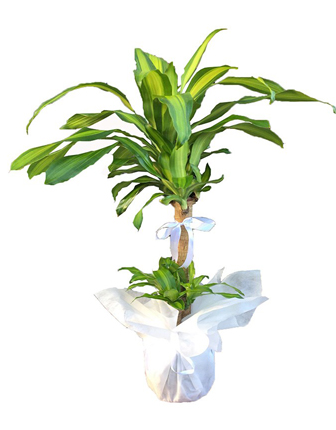 2-st-dracaena-massangeana-